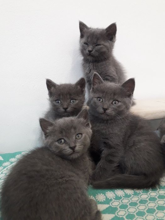 Шотландські кошенята, Scottish fold, Scottish Straight