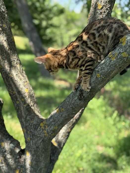 Бенгальські кошенята Дніпро
