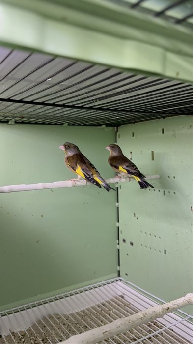 Casal Verdilhao “ Chloris Sinica”