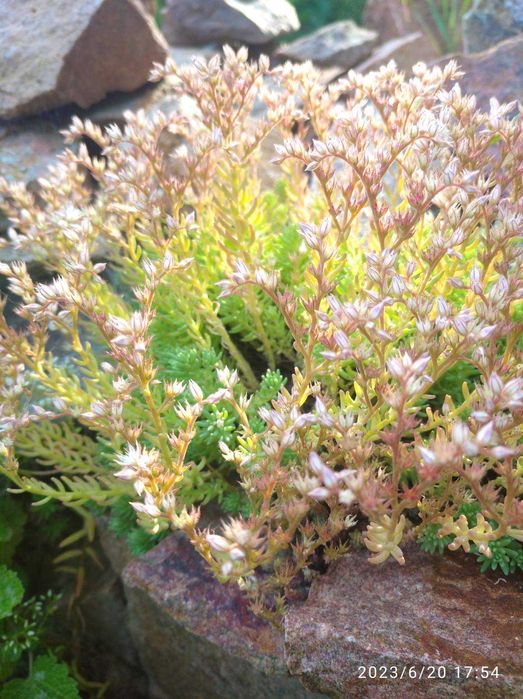 СУКУЛЕНТИ ВУЛИЧНІ. Очиток, седум, молодило