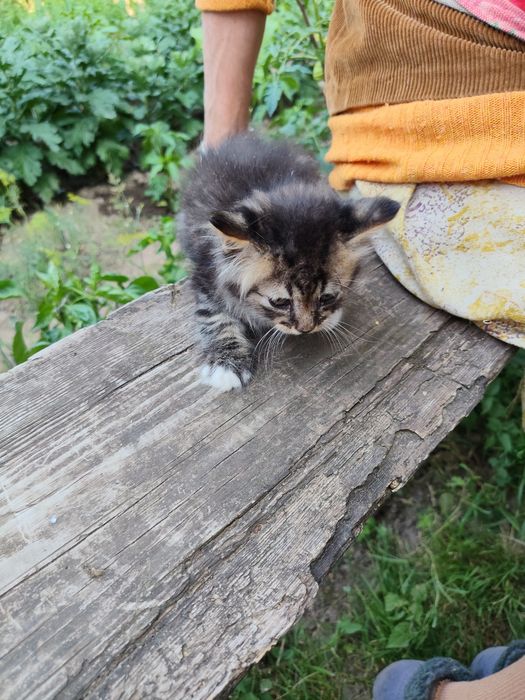Віддам в добрі руки кошенят