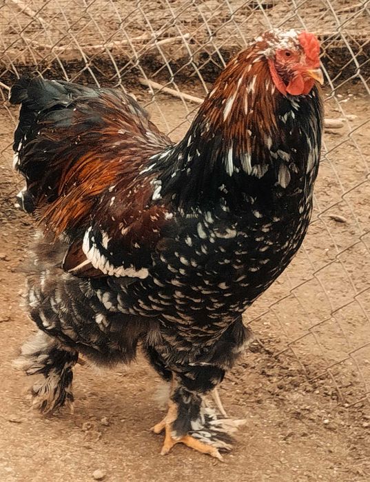 Raças exóticas- Brahmas Porcelana Bio Farm - cores raras (Patos Khaki)