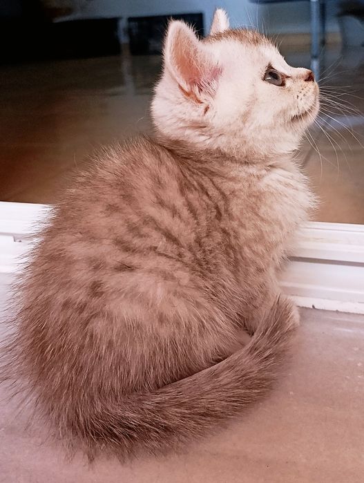Gatinho para venda