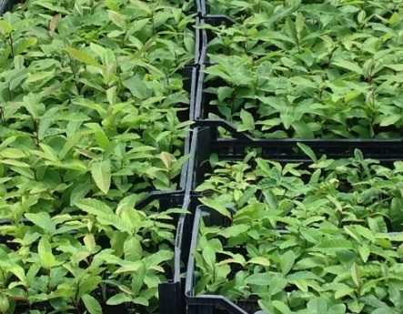 Castanheiro para madeira