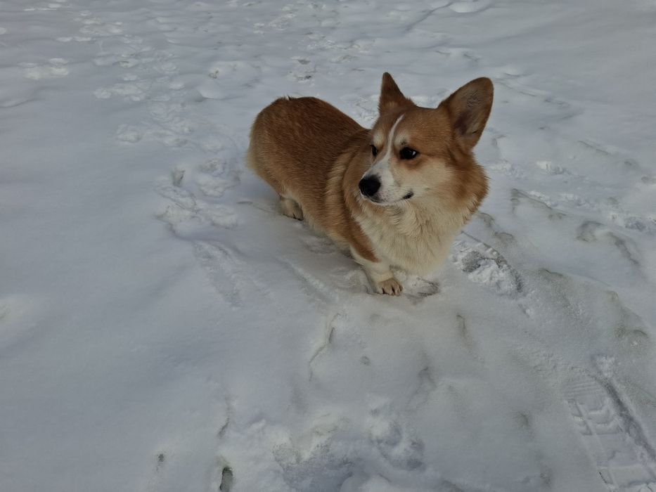 welsh corgi pembroke  samiec