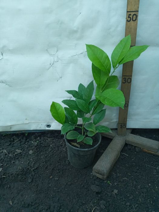 Лимони різні сорти