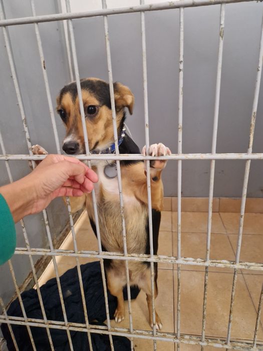 Zostań domem tymczasowym. One bardzo go potrzebują.