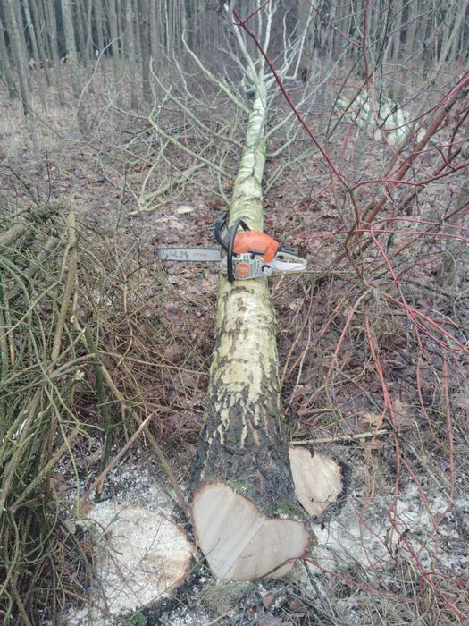 Wycinka drzew czyszczenie terenu