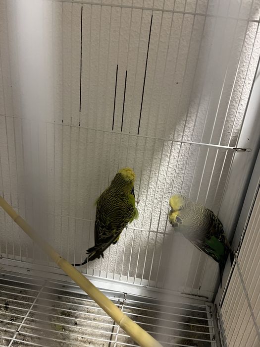 Vendo casal de periquitos ingleses