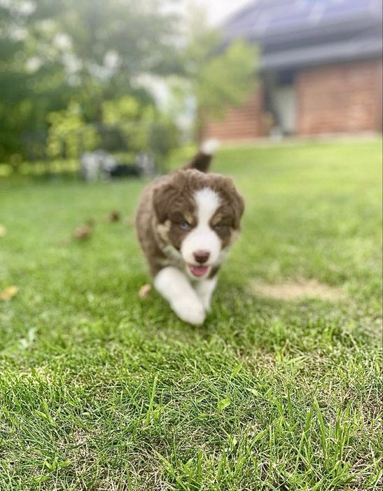 REZERWACJA - Piękna suczka Border Collie - Brązowo-Biała - BONNIE
