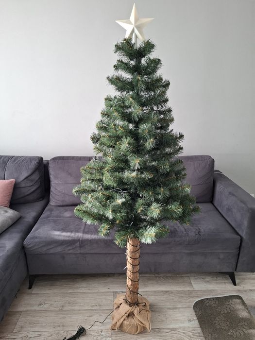 Choinka na pniu goliat