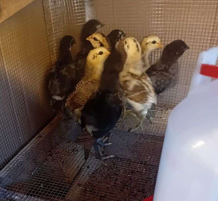 Kura kury aracuany naturalne ekologiczne pisklaki araucany kury arauca