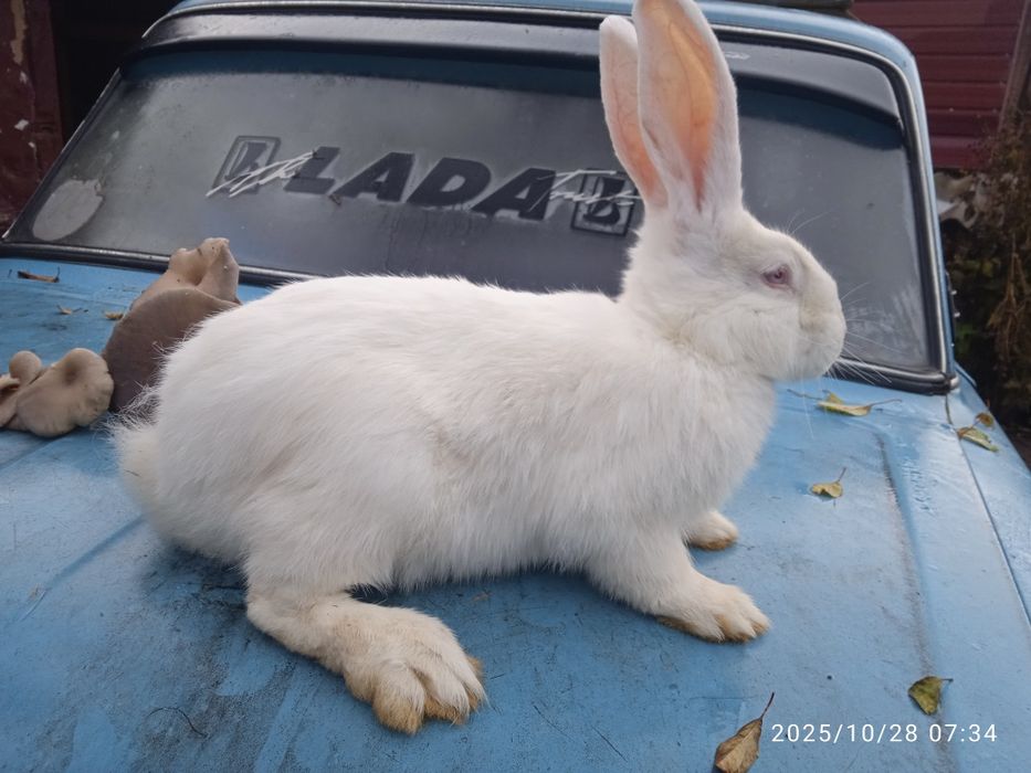 продам кроликів різною вагою і віком .Можлива спаровка)!