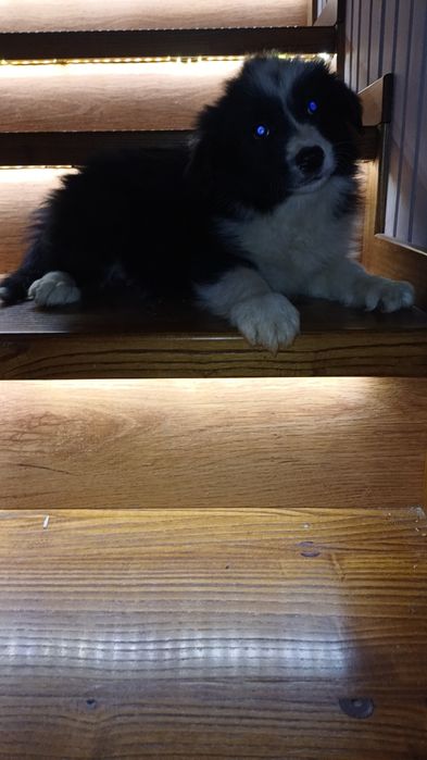 Border collie szczeniak