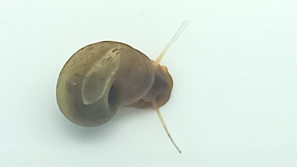 Caracóis de aquário Planorbis