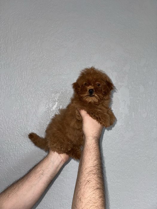 Мальтіпу чарівні малюки пошук люблячих родин