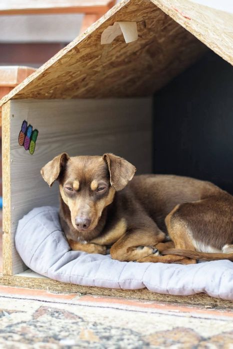 Tomek poleca się do adopcji