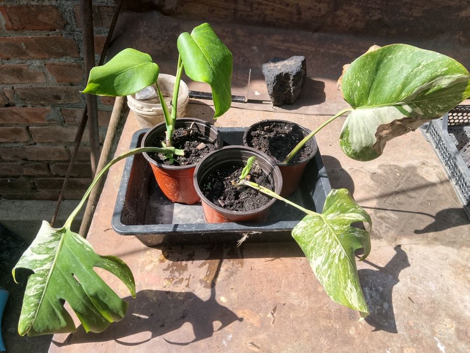 Монстера Альба, монстера вариегатная. Епипремнум