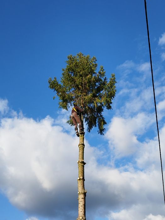 Wycinka drzew, wyburzenia,