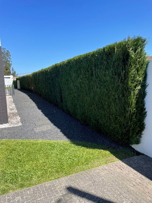 Serviço de jardinagem & Limpeza de terrenos