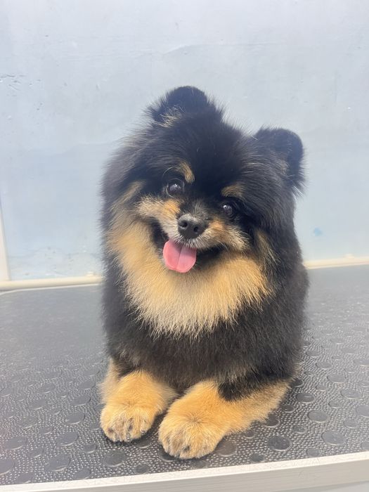 Груминг холодная гора