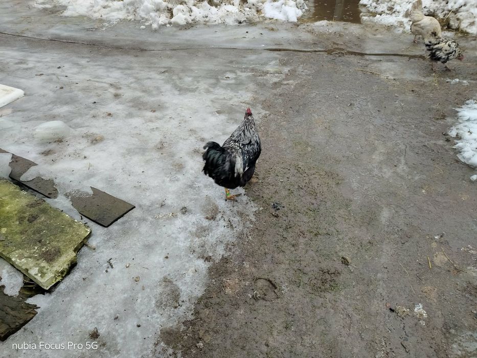 Kury barnevelder i kury hamburgi