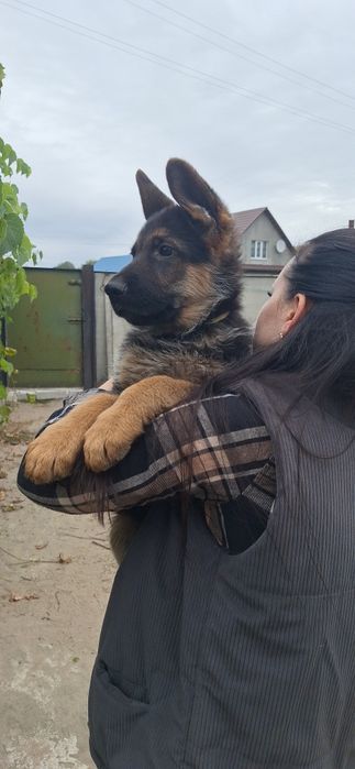 Найкращій хлочик з посліду