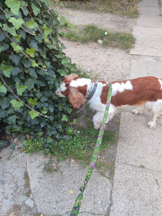 Domowy hotel dla psów