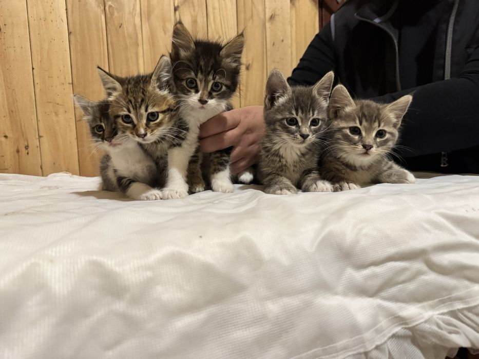 Кошенята шукають родину