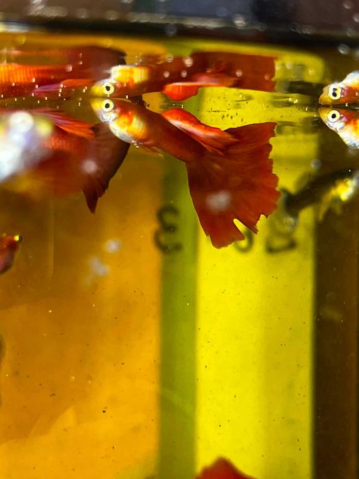 Poecilia reticulata Gupik Full Red