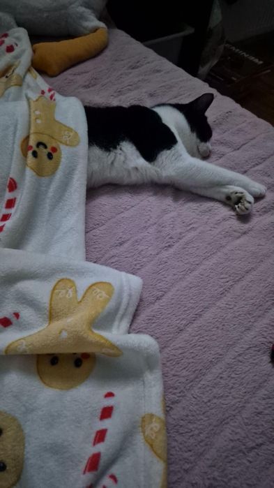 Zaginiony kot Boluś