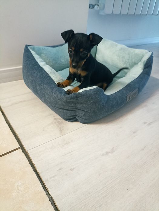 Ratlerkek miniaturka Ostatni