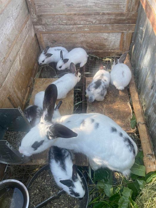 ПРОДАМ КРОЛИКІВ різного віку