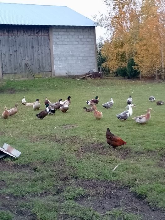 Kaczki kolorowe sprzedam