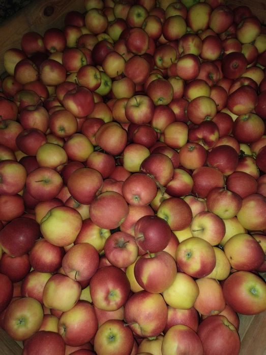 Sprzedam jabłka, Soki,  hurt-detal, dowóz do lbn