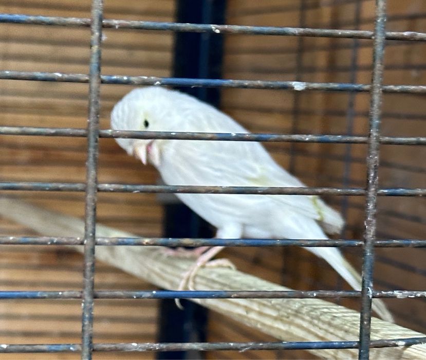 canários ágata topázio amarelo mosaico