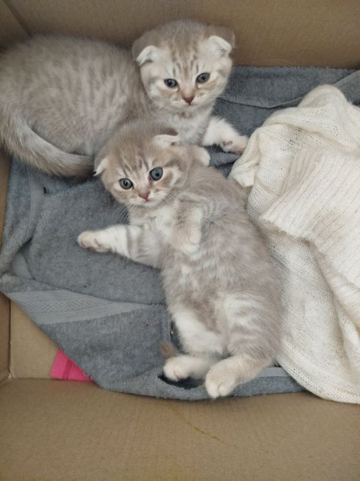 Шотландські висловухі кошенята