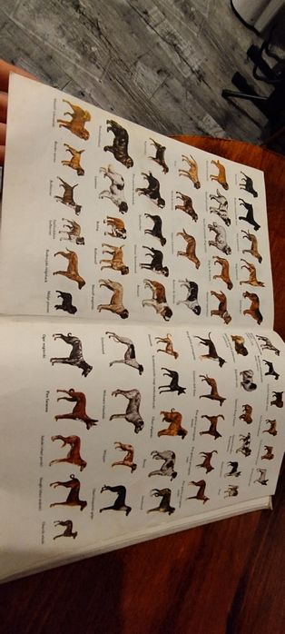 Książka Psy rasowe