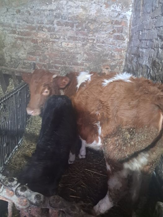 Продам бичка і теличку