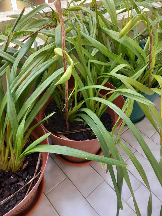 Vasos Orquideas amarelas