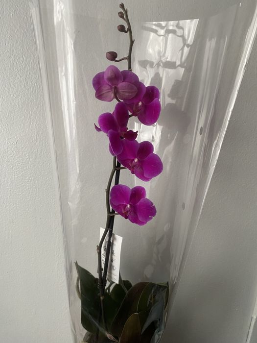 Орхідея фаленопсис вазони живі квіти