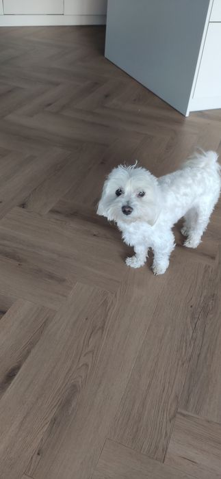 Maltańczyk oddam psa w dobre ręce