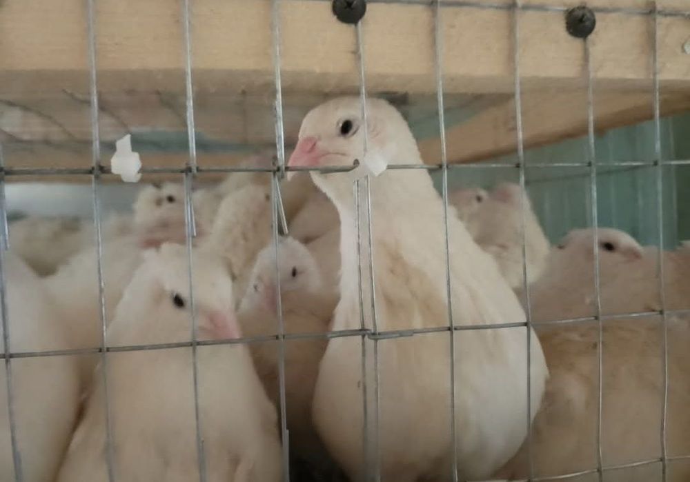 Яйца инкубационные! Есть выбор!