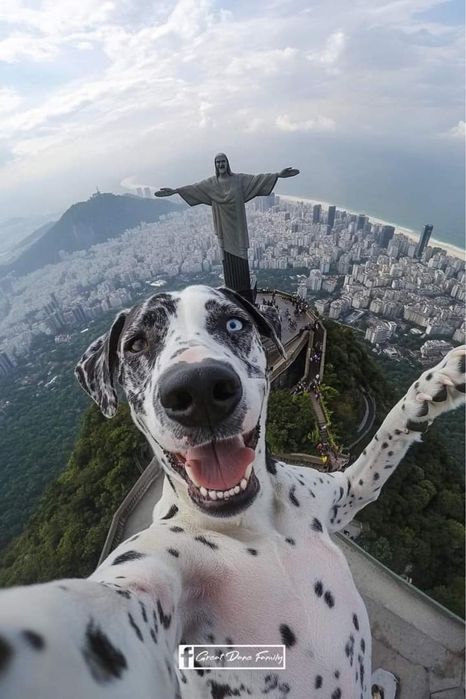 Перетримка,передержка, для котів та собак