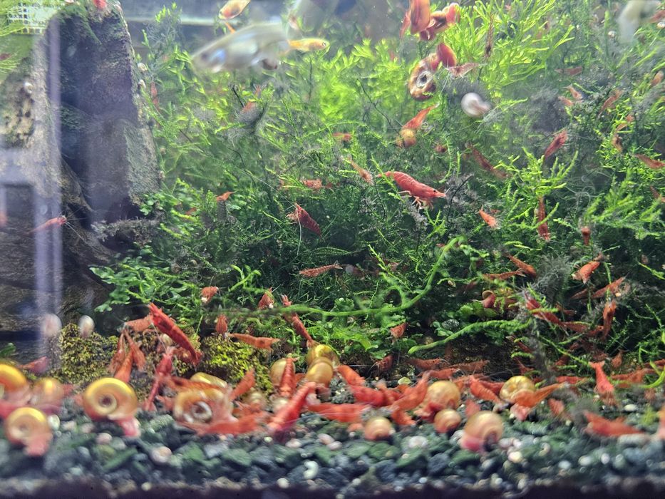 15 camarões juvenis Red Cherry Vermelhos
Entrego na linha de Cascais

Tenho também plantas aquáticas e caracóis.

Qualquer dúvida disponha