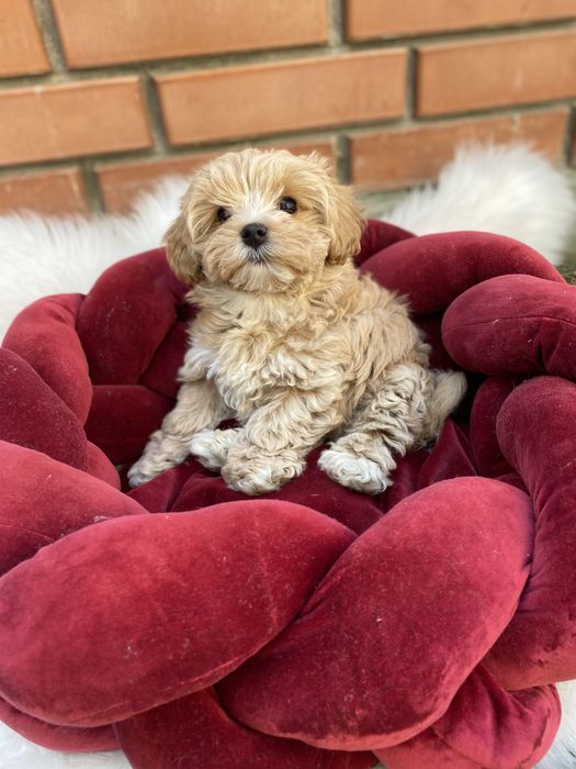 Шикарні малюки міні мальтіпу