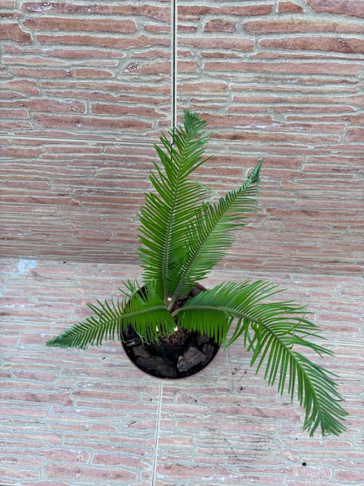 Plantas Sica (Cycas Revoluta) em Vaso - Vários Tamanhos