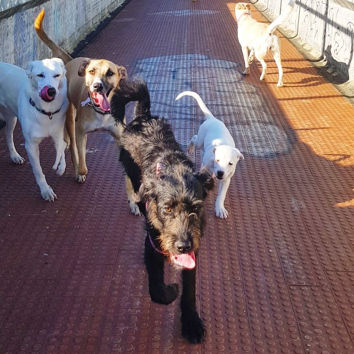 Petsitting e Dogwalking Cascais64683975164803124