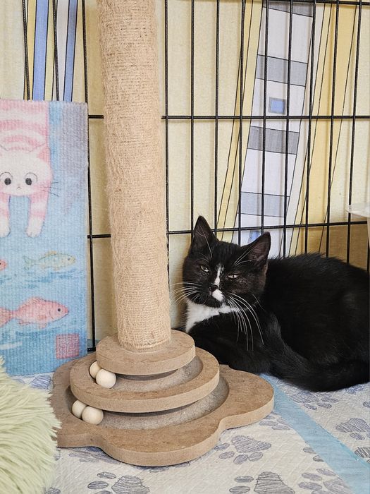 Iskierka, młodziutka koteczka do adopcji, kot,kotek,kociak