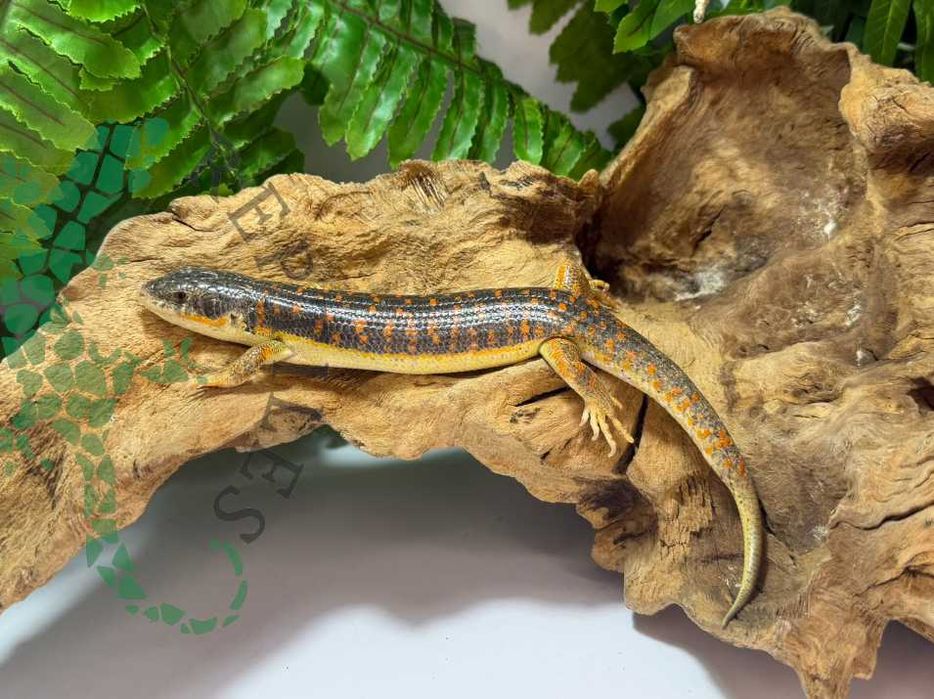 Scynk berberyjski scynki berberyjskie nie agama nie gekon Warszawa